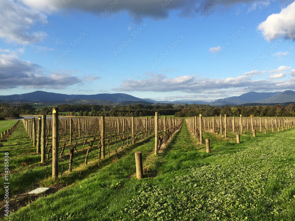 Fresh green vineyards near mountains
