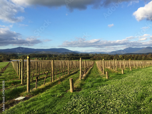 Fresh green vineyards near mountains