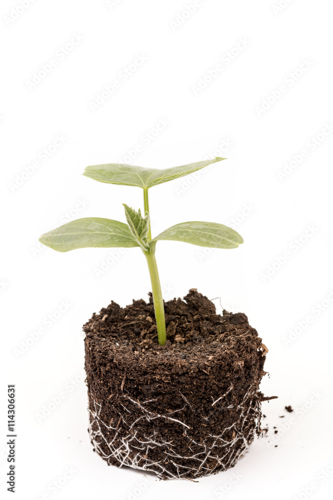 Cucumber baby plant in soil with roots over white Cucumber baby plant in soil with roots over white