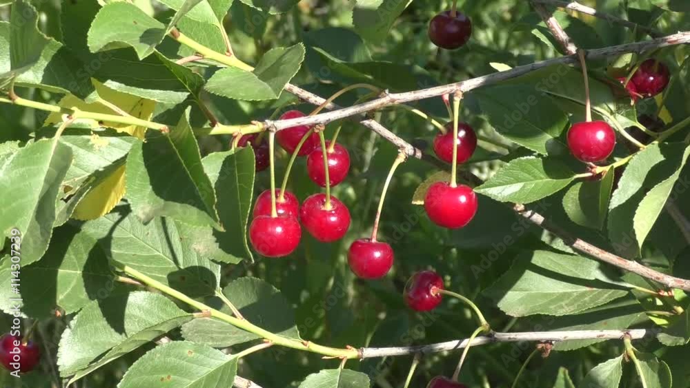 Ripe cherries in the summer garden Ripe cherries in the summer garden
