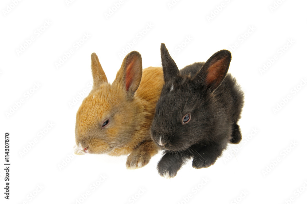 Obraz premium The rabbit in a white background