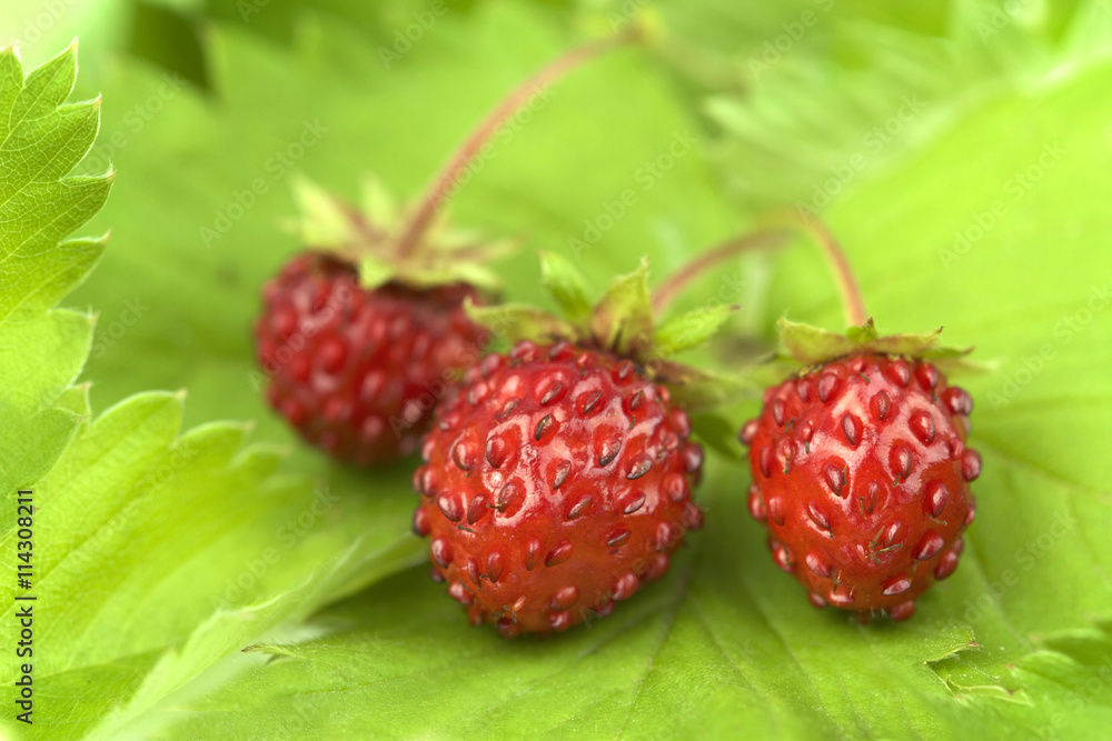 Wild strawberries with leaves. Macro shot Wild strawberries with leaves. Macro shot