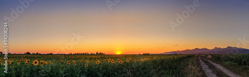 Sunset over a sunflower field, Tuscany, Italy