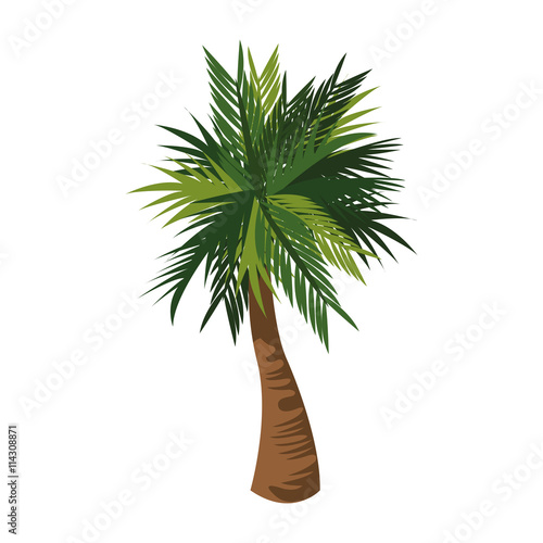 palm tree icon