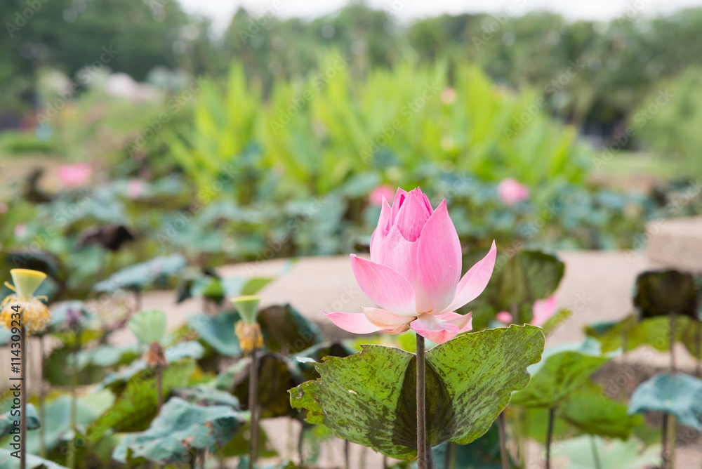 Pink  Lotus flower