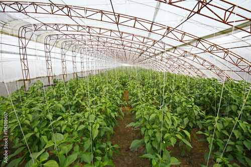 Green pepper grown in greenhouses