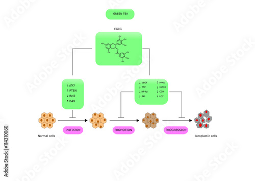 green tea and its anti cancer properties
