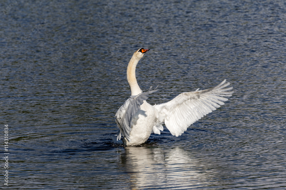 Fototapeta premium posing white swan