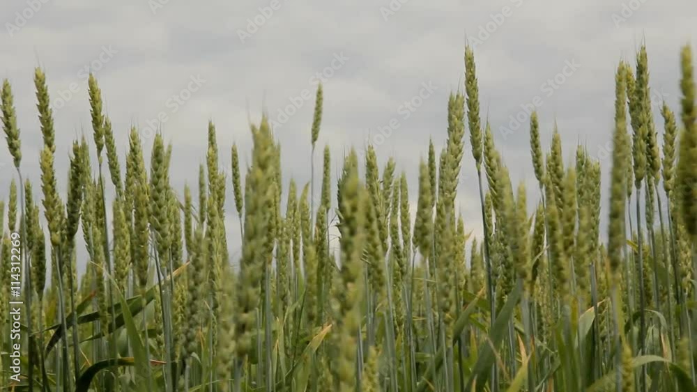 Green Wheat Field green field and cloudy sky. Green Wheat Field Green Wheat Field green field and cloudy sky. Green Wheat Field