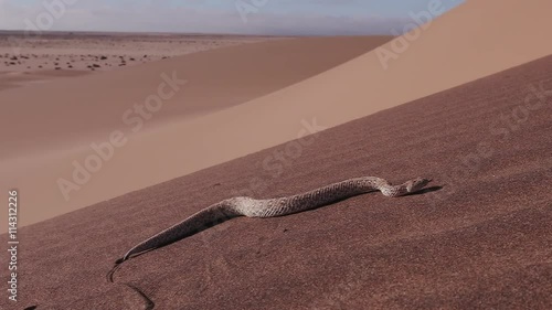 Slow motion shot of sidewinder/Peringuey's adder moving across the sand dune