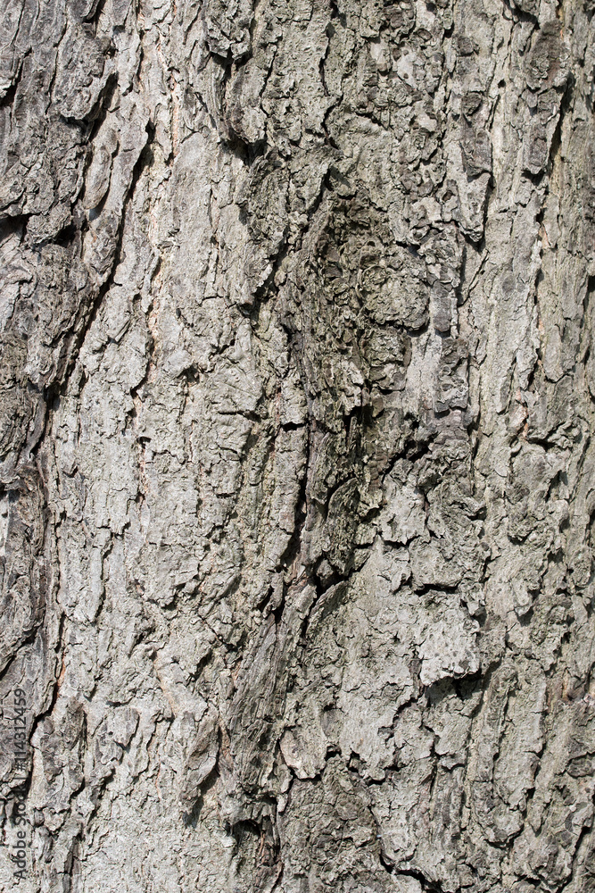 Kastanienrinde, Rosskastanien, Aesculus, Baumrinde Kastanienrinde, Rosskastanien, Aesculus, Baumrinde