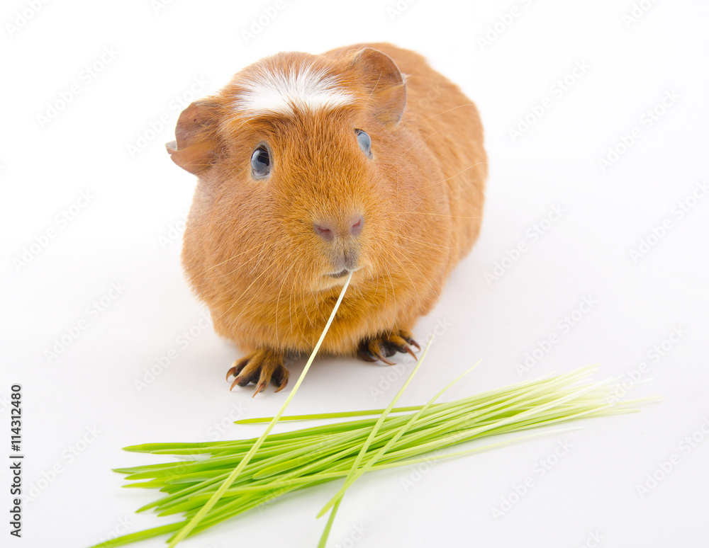 Funny American crested guinea pig eating a blade of grass and green grass (on a white background) Funny American crested guinea pig eating a blade of grass and green grass (on a white background)