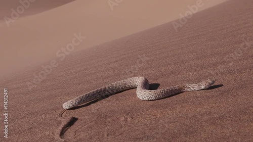 Slow motion shot of sidewinder/Peringuey's adder moving across the sand dune photo