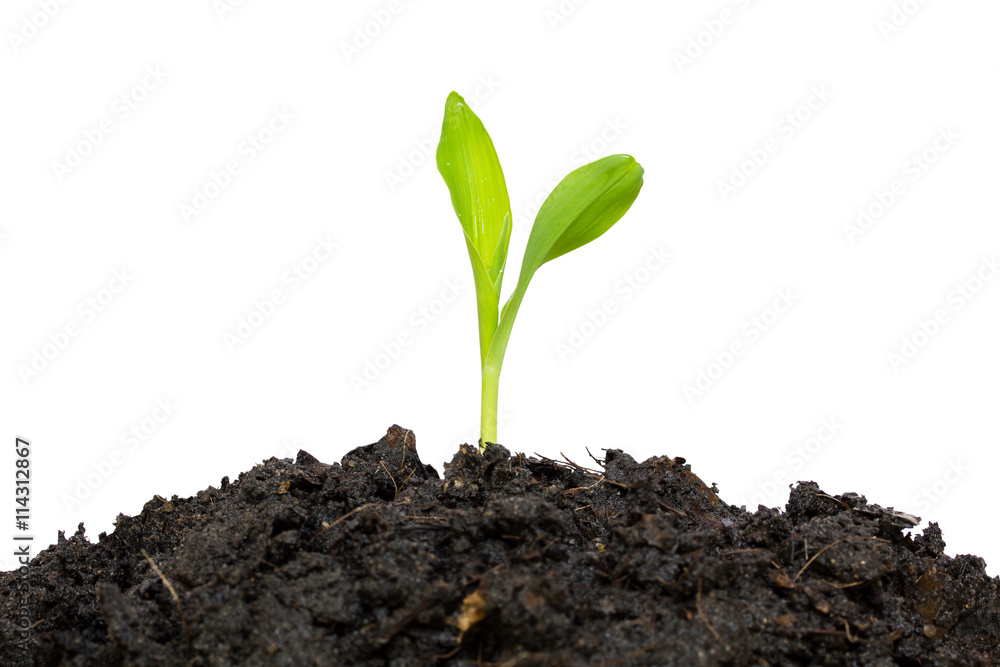 Fototapeta premium baby plant isolated