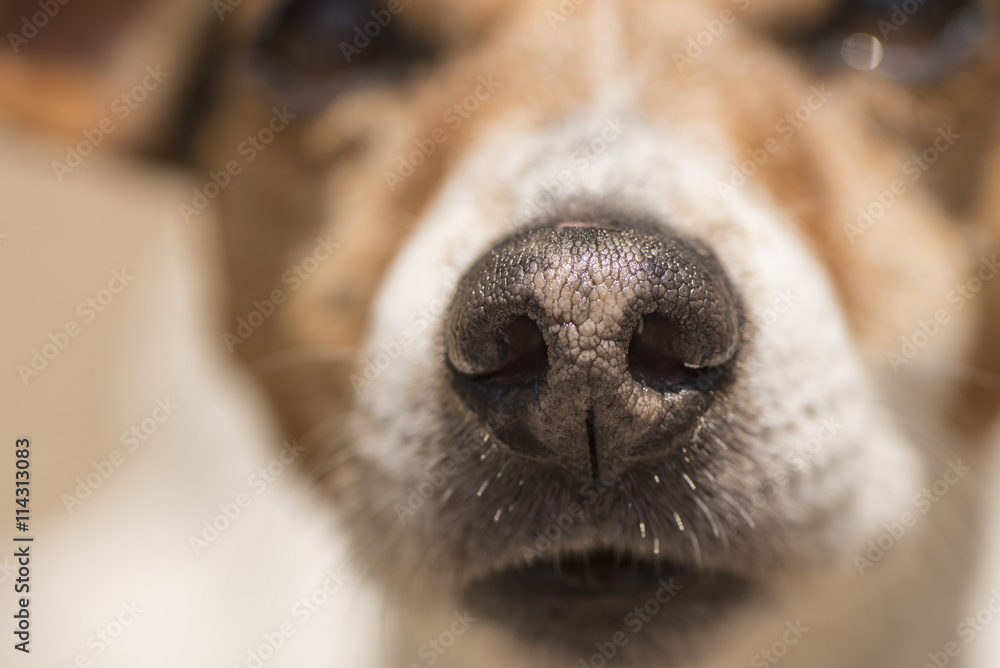 Hund mit Wechselnase - Jack Russell Terrier Stock Photo | Adobe Stock