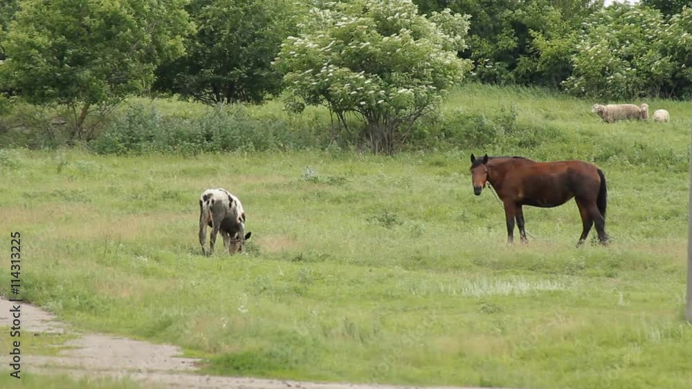 Summer Horse Grazing horses and one sorrel grazing on the meadow Summer Horse Grazing horses and one sorrel grazing on the meadow