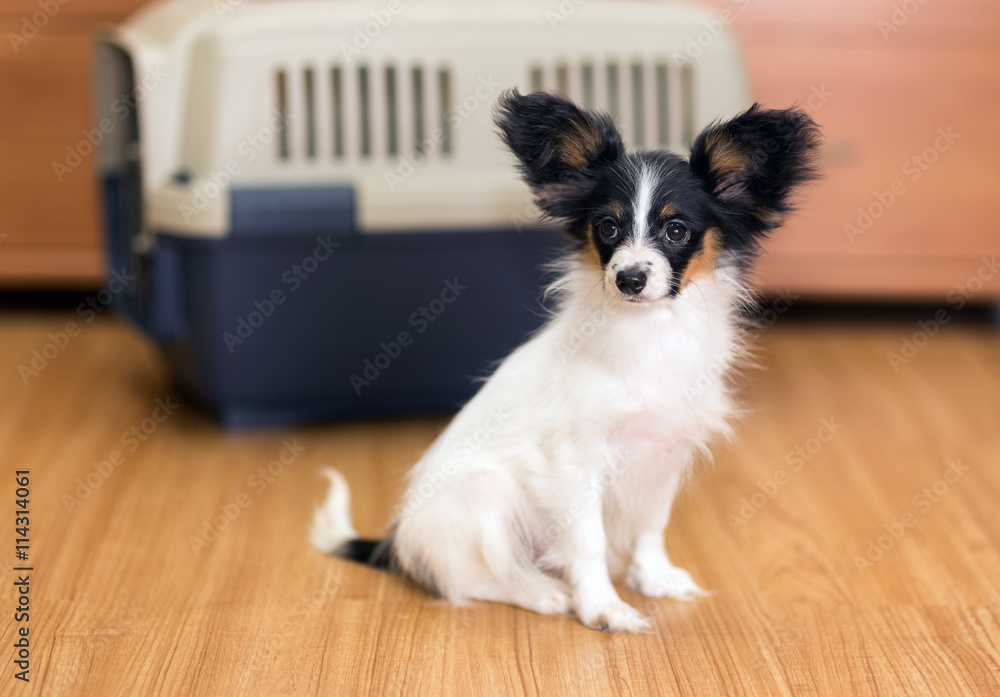 Papillon puppy sitting on floor about travel plastic carrier for pets Papillon puppy sitting on floor about travel plastic carrier for pets