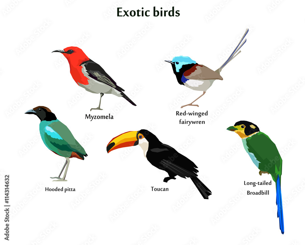 Pretty Bird Names pretty-bird-names