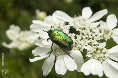 Lamprima aurata golden stag adult female beetle on blossomed white flower