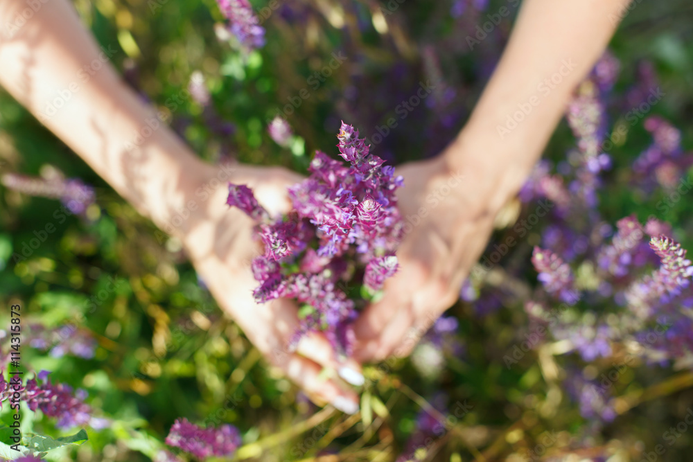 sage; salvia; clary; salvia field; hands holding salvia; sage; salvia; clary; salvia field; hands holding salvia;