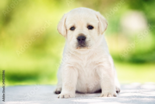 adorable labrador retriever puppy outdoors