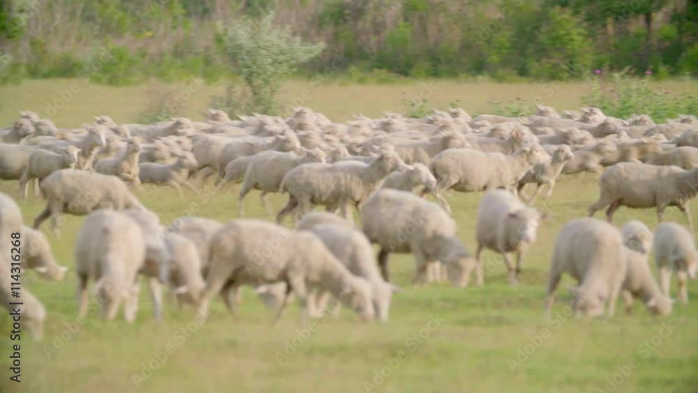 Huge flock of sheep grazing and run in green field landscape. Shoot with Sony FS7 Huge flock of sheep grazing and run in green field landscape. Shoot with Sony FS7