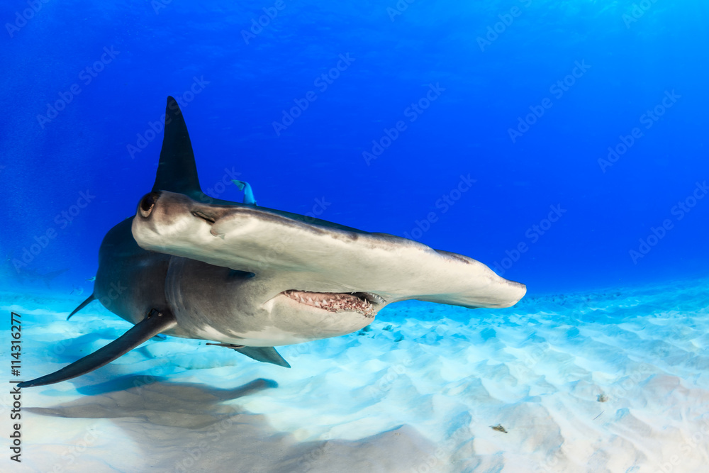 Obraz premium Wielki rekin młot pływający po piasku w poszukiwaniu pożywienia