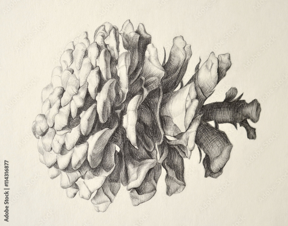 Pomegranate Nature Study Realistic Pencil Hand Stock Illustration 293616209  | Shutterstock