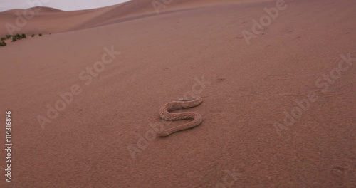 4K shot of sidewinder/Peringuey's adder moving across the sand dune photo