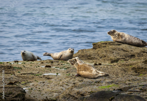 Grey Seals resting on rocky coastline.