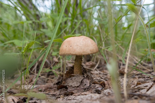 time for harvest brown cap boletus mushrooms