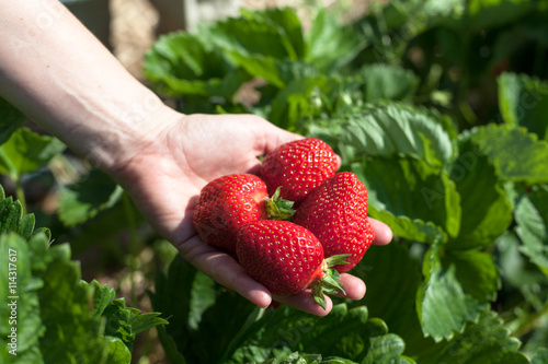 Hand holding strawberries
