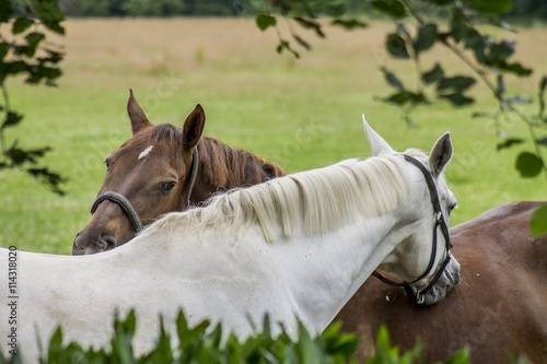 paarden liefde photo
