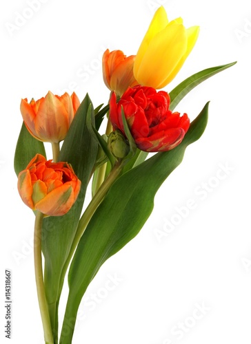 Fototapeta Naklejka Na Ścianę i Meble -  multicolor pretty tulips close up
