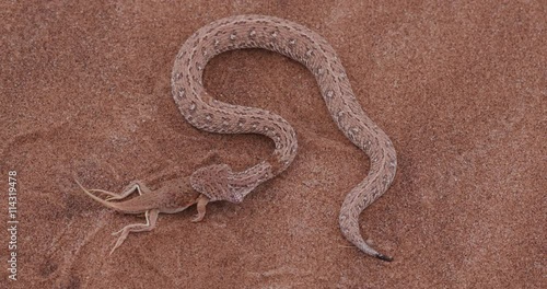 4K shot of sidewinder/Peringuey's adder eating a shovel snouted lizard photo