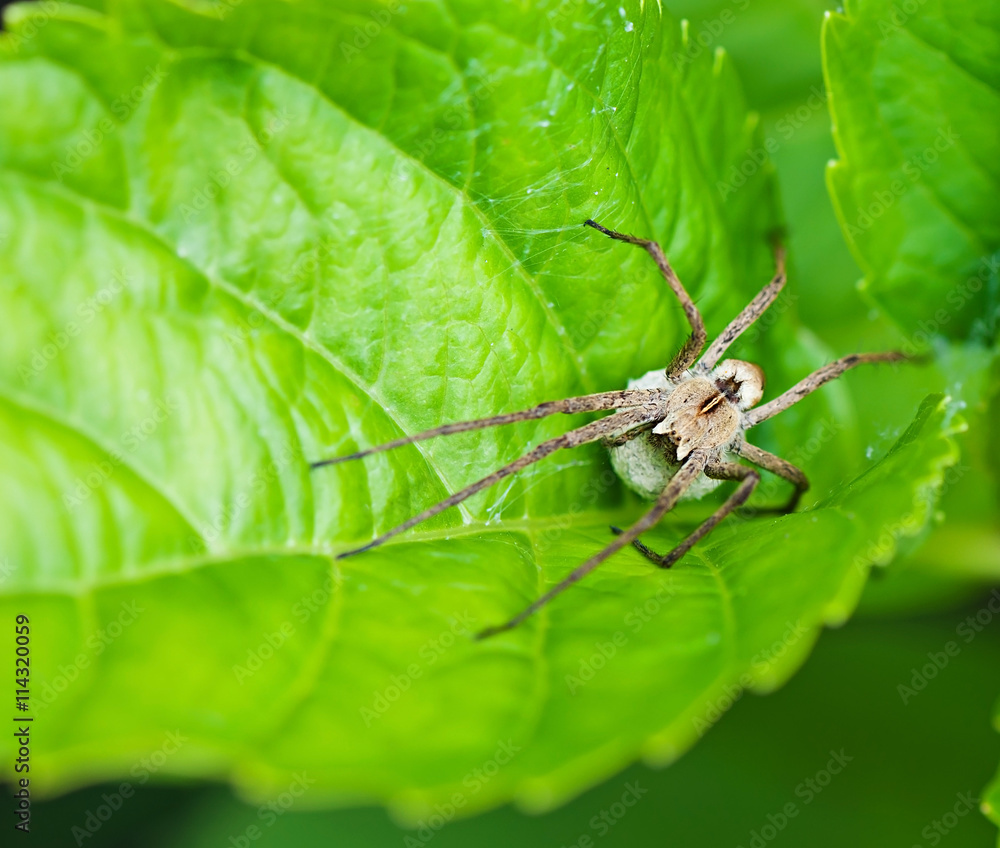 Naklejka premium Insect spider on green leaf plants, fauna.