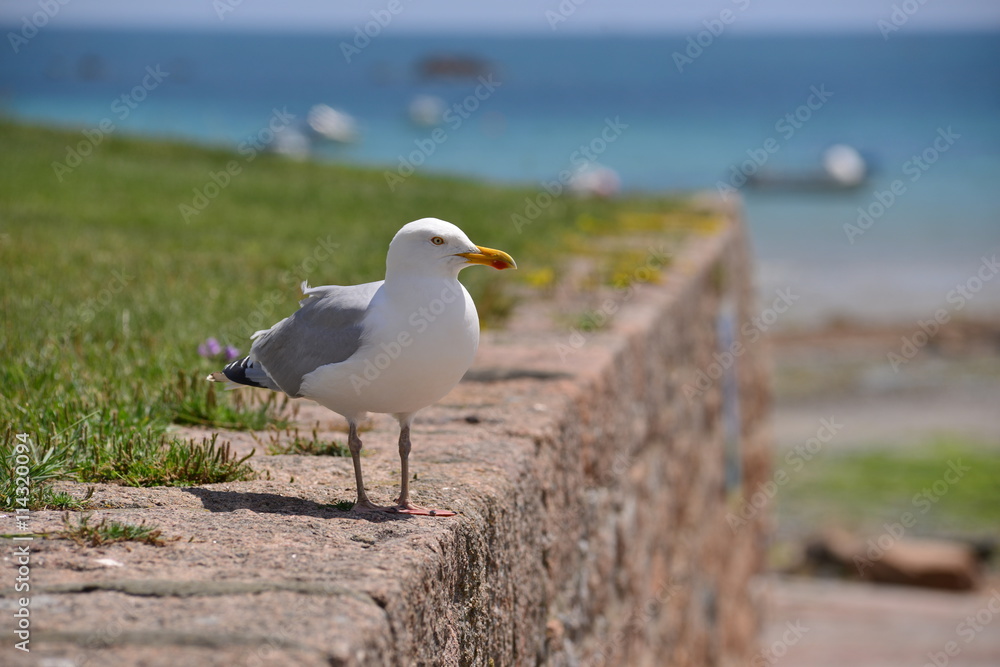 Obraz premium Grey Herring Seagull, Jersey, U.K. Telephoto image of a coastal seabird, with the focus concentrated on the bird and the scenery out of focus.
