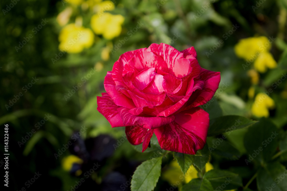 Obraz premium striped pink rose in the garden on a green background colorful summer background