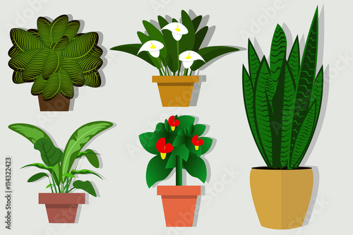 House plants and flowers in pots. Flat style vector illustration. The selection of plants for offices and residential premises