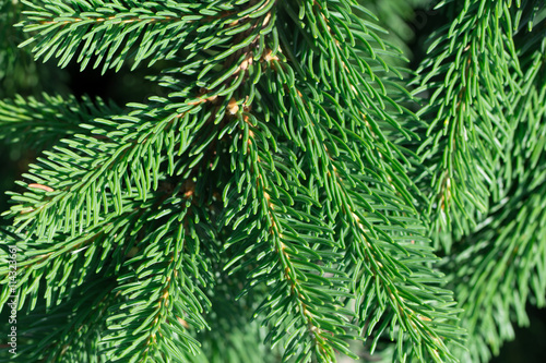 evergreen fir trees