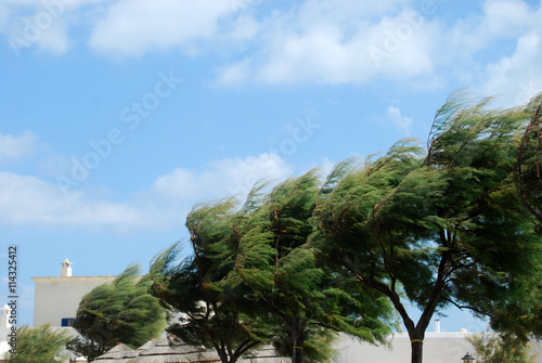Trees whipped by the mistral wind on the coast of Apulia - Apuli photo