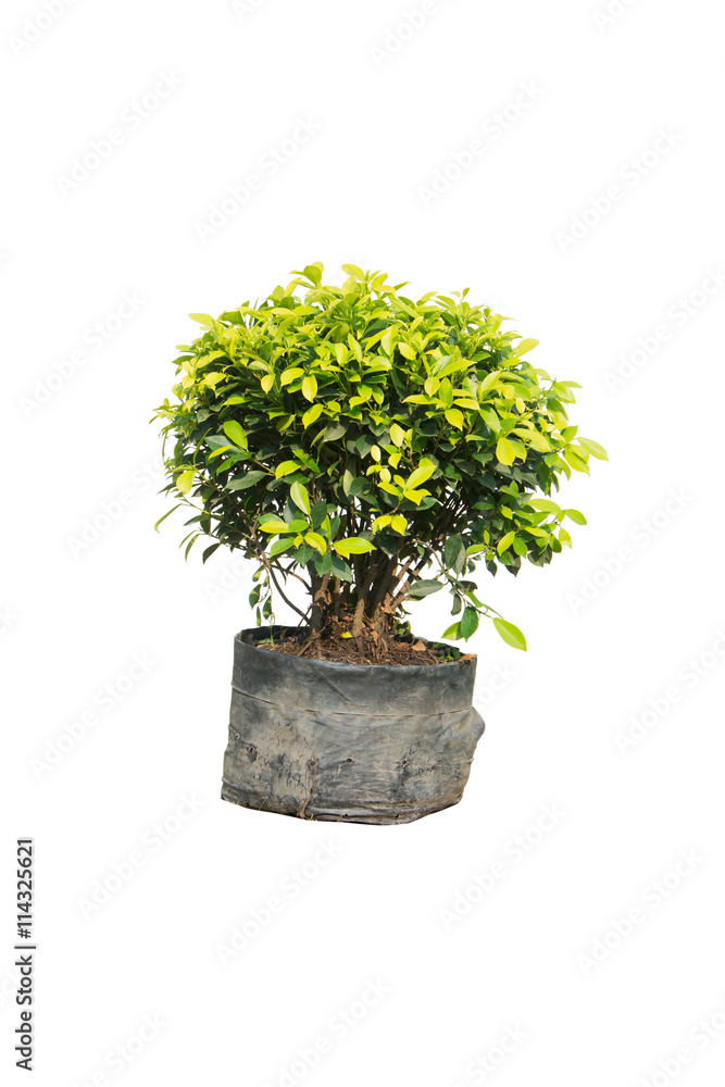 Ficus altissima Blume in bag black isolated on white Ficus altissima Blume in bag black isolated on white
