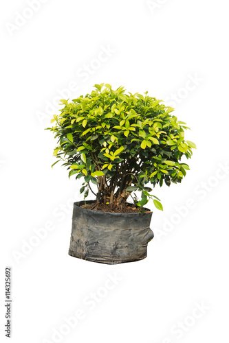 Ficus altissima Blume in bag black isolated on white