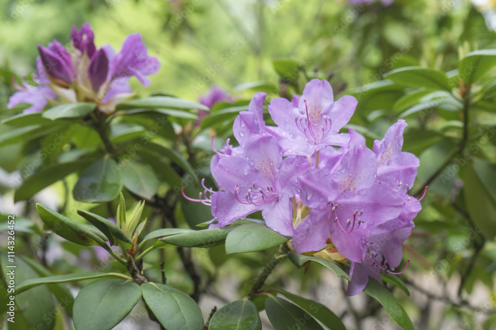 Lila Rhododendron Blüten in voller Pracht im Sonnenlicht mit Regentropfen auf den Blütenblättern Lila Rhododendron Blüten in voller Pracht im Sonnenlicht mit Regentropfen auf den Blütenblättern