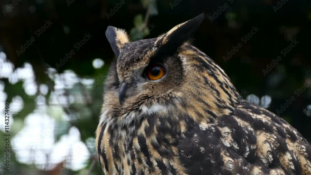 Closer look of the brown owl on a tree it has a spotted feathers and big brown eyes Closer look of the brown owl on a tree it has a spotted feathers and big brown eyes