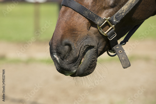 Nose of black horse in halter