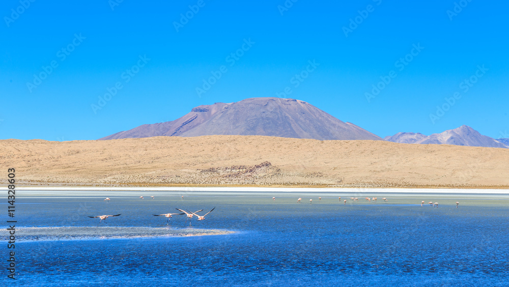 Vol Flamants Roses Lac Salar Uyuni Bolivie