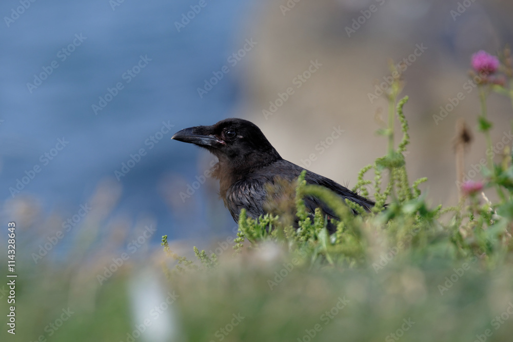 Obraz premium Common Raven, Corvus corax