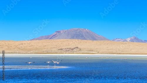 Vol Flamants Roses Lac Salar Uyuni Bolivie