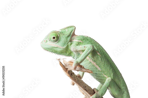 Greenish chameleon on branch isolated on white background